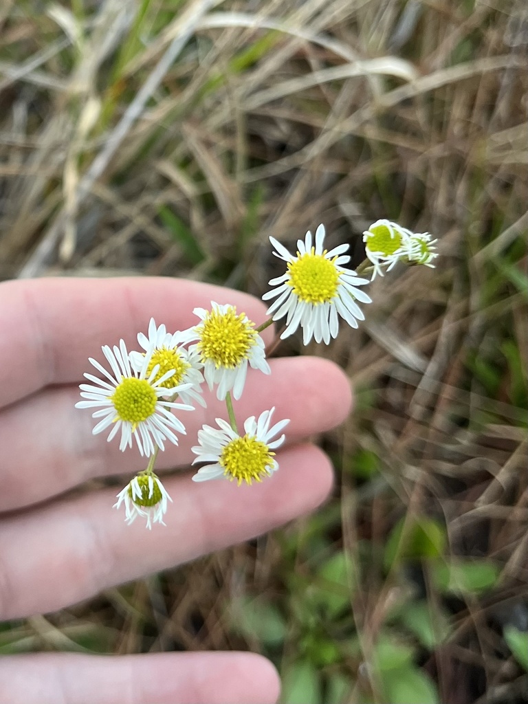 Early Whitetop Fleabane from Okefenokee National Wildlife Refuge ...