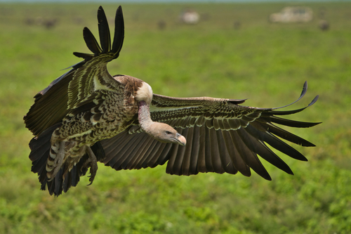 Rüppell's Griffon, photo 2 of 9