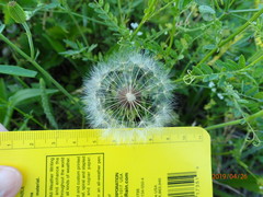 Pyrrhopappus grandiflorus
