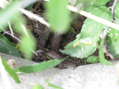 Tropidurus etheridgei