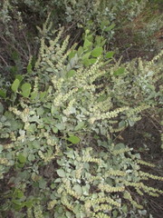 Ambrosia chenopodiifolia