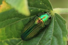Acmaeodera viridaenea