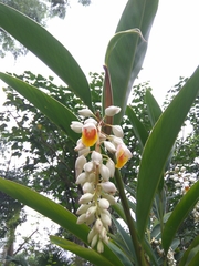 Alpinia hainanensis