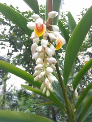 Alpinia hainanensis