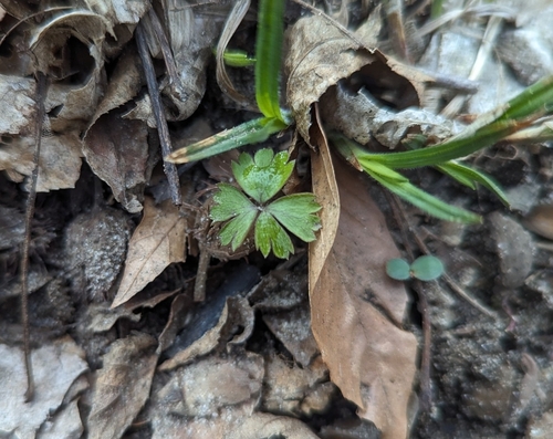 Anemone quinquefolia, photograph 4