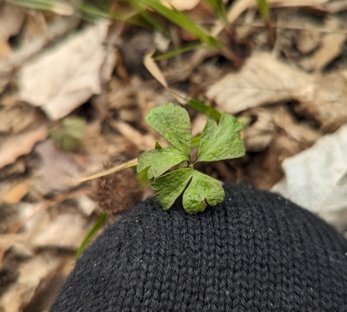 Anemone quinquefolia, photograph 5