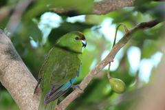 Cyanoramphus auriceps