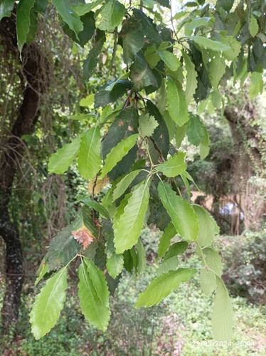 Avistamiento Quejigo moruno