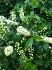 Prunus ilicifolia