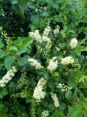 Prunus ilicifolia
