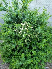 Prunus ilicifolia