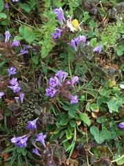 Glechoma hederacea