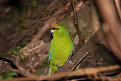 Cyanoramphus auriceps