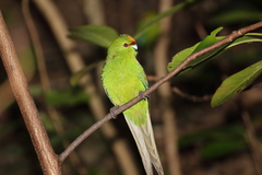 Cyanoramphus auriceps