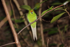 Cyanoramphus auriceps