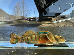 Variegate Darter photo 2