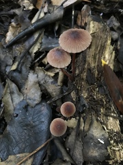 Mycena mariae