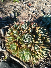 Aloe brevifolia