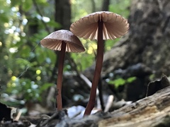 Mycena mariae
