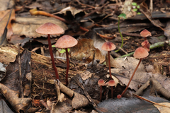 Mycena mariae