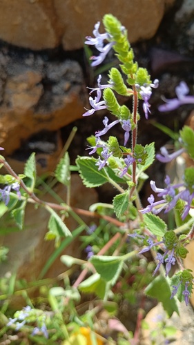 Tundavala Rocksage (Aeollanthus elsholtzioides)