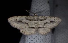 Iridopsis pergracilis