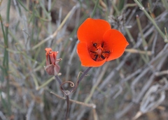 Calochortus kennedyi