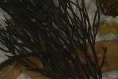 Bifurcariopsis capensis