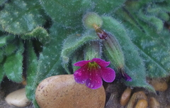 Nonea rosea