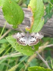 Chiomara asychis