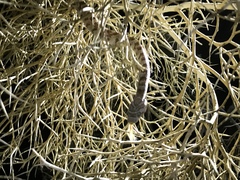 Trimorphodon lyrophanes