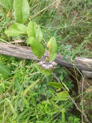 Chiomara asychis