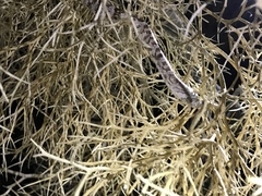 Trimorphodon lyrophanes