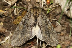 Peridea anceps