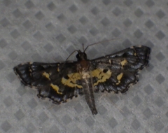 Eurrhyparodes lygdamis