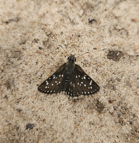 Chirgus veturius