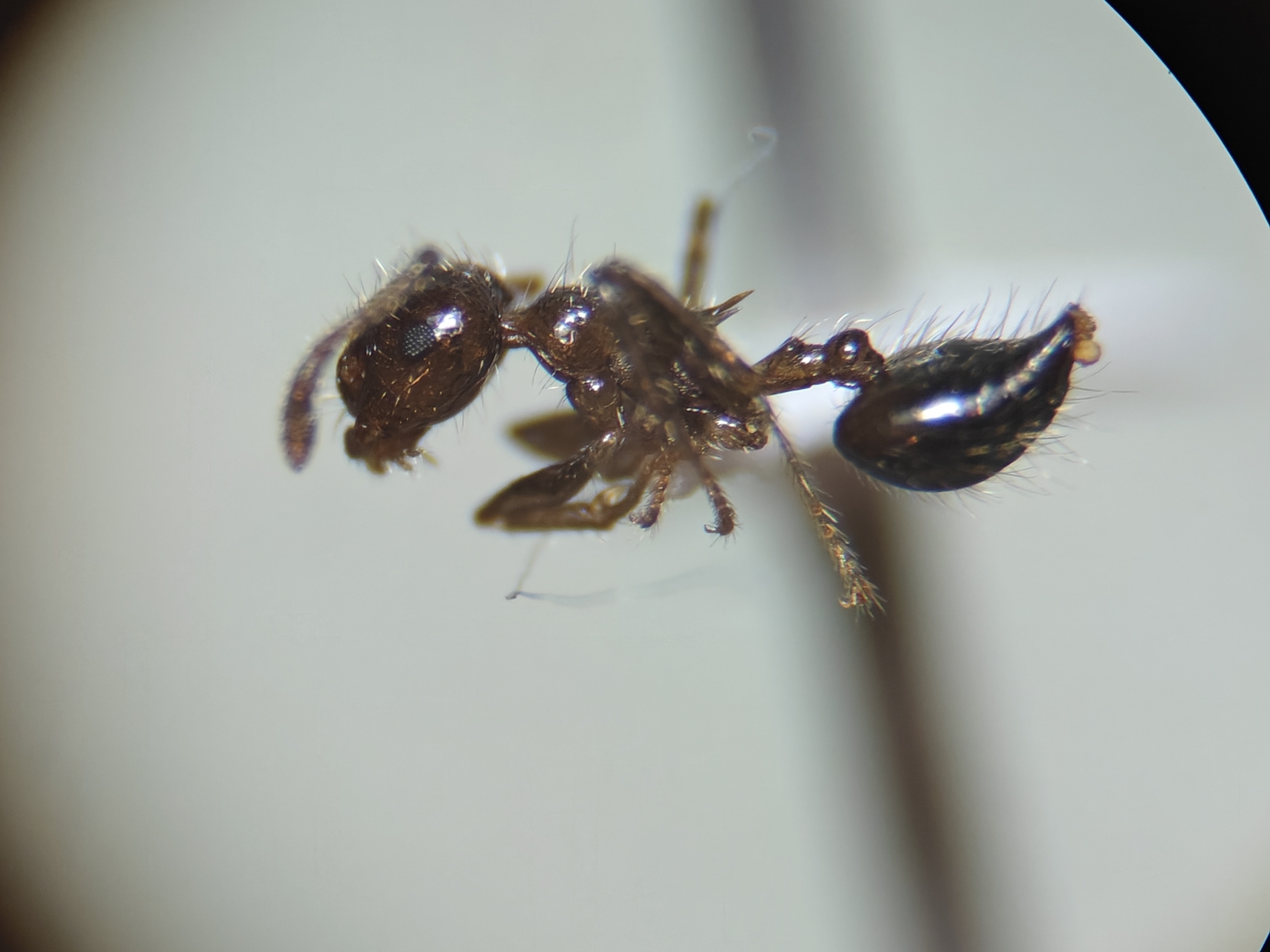 Crematogaster limata