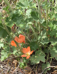 Sphaeralcea munroana