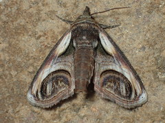 Paectes oculatrix