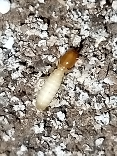 Asian subterranean termite photo 2