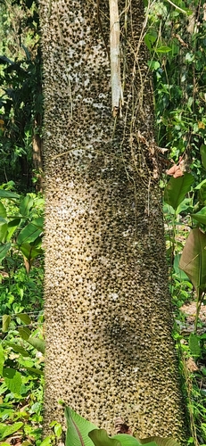 Image of Hura crepitans by (c) Chris Conard, some rights reserved (CC BY)