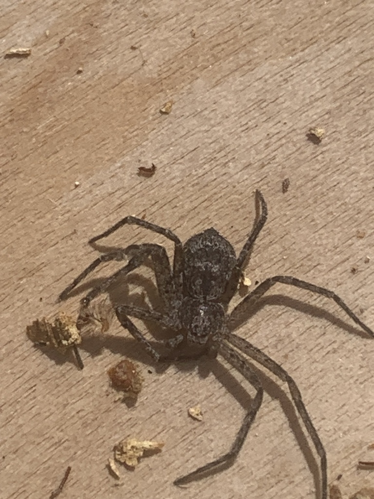 Running Crab Spiders from Lenoir Preserve, Yonkers, NY, US on March 29 ...