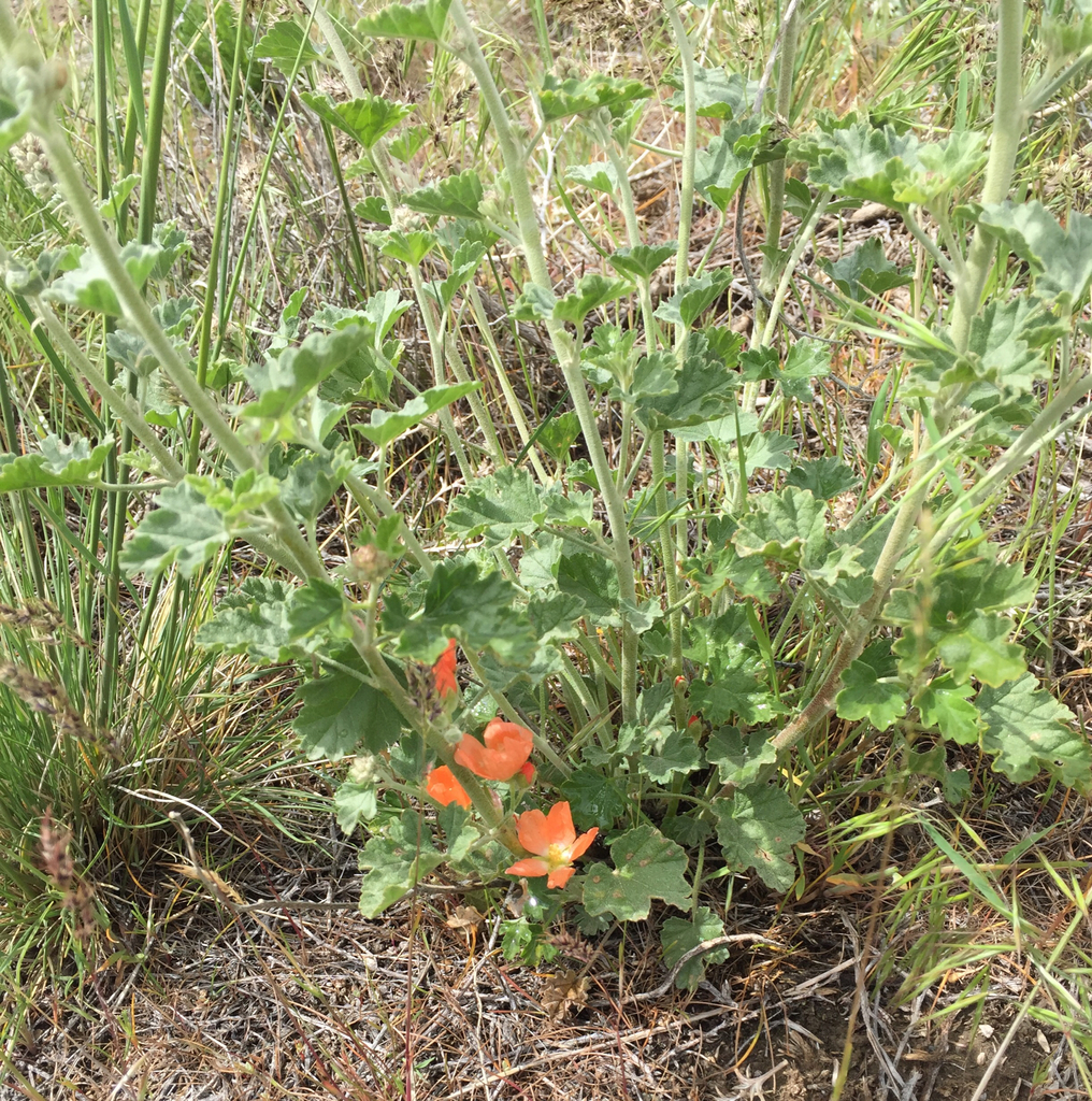 Munro's globemallow (SPMU2) (OCTC Flora Guide) · iNaturalist