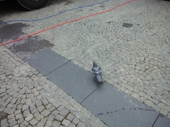 Columba livia domestica