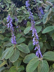 Coleus barbatus grandis