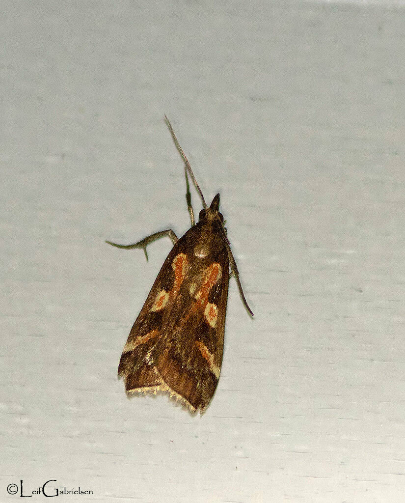 Hoploscopa agtuuganonensis