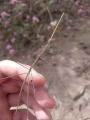 Carphoproscopia lancea