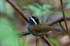 Crossley's Vanga photo 1