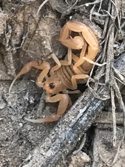 Centruroides exilicauda