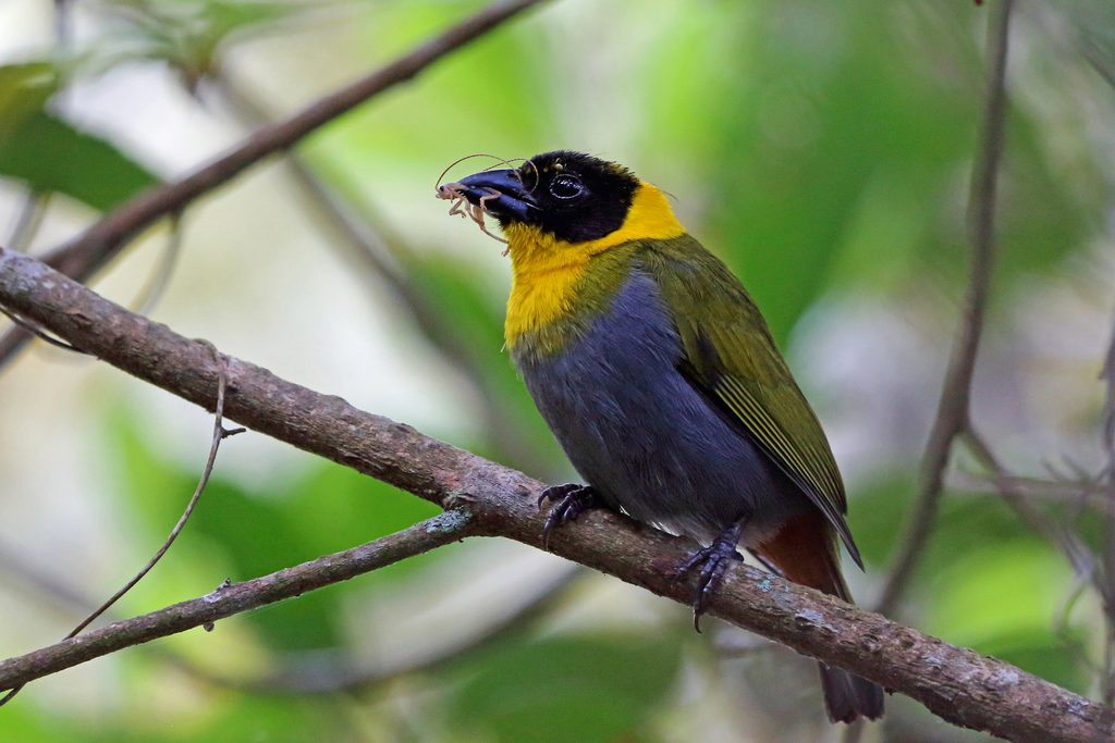 Nelicourvi Weaver